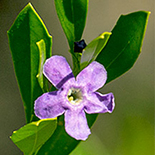 Frelinia tropica